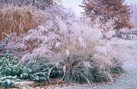 Stipa gigantea with frost. Cambridge Botanic Gardens.