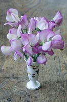 Small china vase with Lathyrus odoratus 'Teresa Maureen'