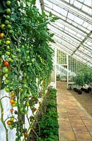 Victorian lean-to glasshouses at Audley End walled garden with tomatoes