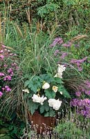 Container with Miscanthus yakushimensis, Carex secta var. tenuiculmis and double white tuberous begonia in late summer.
