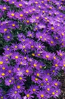 Aster amellus 'Veilchenkonigin' - 'Violet Queen'flowering in September. Beth Chatto Gardens