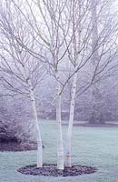 Betula utilis 'Jaquemontii'. Group of three closely planted. Frosty morning December.