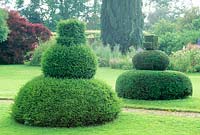 Taxus baccata topiary untrimmed and trimmed. The Manor, Hemingford Grey