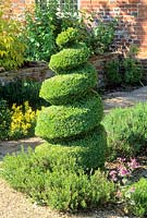 Topiary spiral of Buxus sempervirens. Read's Nursery. Norfolk. May
