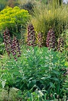 Fritillaria persica 'Adiyaman' in The Dry Garden, Beth Chatto Gardens. Cytisus and Euphorbia in background. April