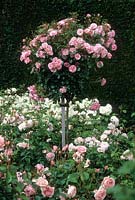 Rosa 'Bonica'. Standard Rose. David Austin Roses