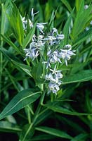 Amsonia tabernaemontana var. salicifolia - Blue Star. June