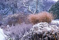 Garden with snow in winter. Aster sedifolius, Artemisia abrotanum, Miscanthus sinensis, Achillea filipendulina. February. Cambridge Botanic Gardens