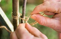 Tying in a young branch of a fruit tree with soft twine