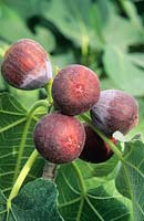 Ficus carica 'Rouge de Bordeaux' - Fig
