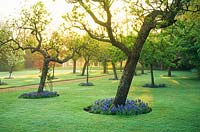View of gardens at Newnham College, Cambridge with fruit trees underplanted with muscari