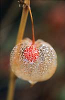 Physalis alkekengi. Close up of see-through pod and berry. November
