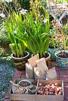 Tulip bulbs in wooden crate and paper bags ready to plant out in garden in autumn. In pots Gladiolus callianthus