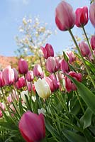 Tulipa 'Pink Impression', Tulip 'Salmon Impression', Darwin Hybrid