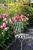 Spring border with tulips and rose bushes. Tulipa 'Pink Impression', Tulip 'Salmon Impression', Darwin Hybrid, antique metal chair