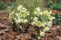 Helleborus x nigercors growing at the base of a tree in the woodland garden at Beth Chatto's
