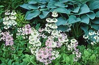 Primula japonica growing in front of Hosta 'Snowden' in a damp area of the garden at Beth Chatto's