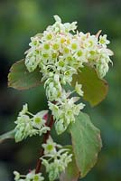 Ribes laurifolium 'Mrs Amy Doncaster'. Laurel-leaved currant