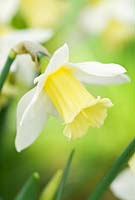 Narcissus 'White Emperor'