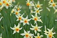Narcissus 'Firebrand' Division 3. Historical daffodil Bred by Rev Engleheart, pre-1897