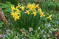 Narcissus 'February Gold' with Hellebores and Scillas