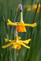Narcissus 'Rosedown' Div 5, an Alec Gray hybrid