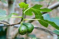 Ficus carica - ripening figs