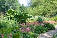 Swathes of Primula bulleyana in The Bog Garden at Forde Abbey with Gunnera manicata behind