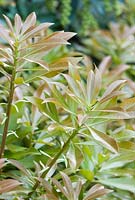 Pieris japonica foliage with bronze tints