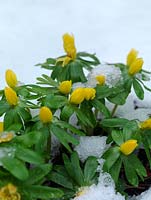Eranthis hyemalis, winter aconite, a bulb that naturalises well, bearing bright yellow flowers above a ruff of foliage, in deep winter.