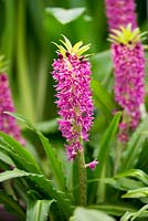 Eucomis Leia, a small fully hardy pineapple lily that grows happily in borders and containers.