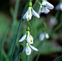 Galanthus 'South Hayes', a snowdrop flowering in winter with pure white outer tepals enclosing the inner.