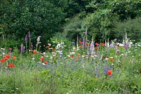 Wildflower meadow with Papaver, Digitalis, Leucanthemum, Nepeta and Allium