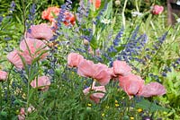Papaver orientale 'Salome' in a meadow with Nepeta cataria and Leucanthemum
