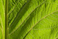 Cynara cardunculus - Light shining through leaf 