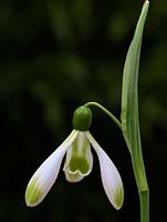 Galanthus 'Modern Art', a snowdrop with a long leafy spathe, narrow outer segments marked with green, stiffly pointing downwards, and green marked, slender inner. Graceful.