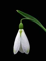 Galanthus 'Amy Doncaster', an elegant snowdrop with large outer tepals flecked with green.
