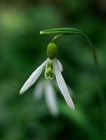 Snowdrop, a winter-flowering bulb.  A chance Galanthus seedling growing in the garden of Veronica Cross, a well-known C20 Galanthophile. Under trial. Inner flaring suggests gracilis, but not showing in leaves. Greenish yellow ovary. Maybe a Wasp child.