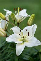 White Asiatic lily, a fragrant summer flowering bulb.