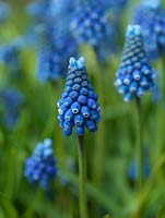 Muscari armeniacum 'Cantab', grape hyacinth, a small bulb that flowers in winter with lovely spikes of Cambridge blue. Neat habit.