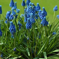 Muscari armeniacum 'Cantab', grape hyacinth, a small bulb that flowers in winter with lovely spikes of Cambridge blue. Neat habit.