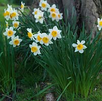 Narcissus 'Vernal Prince', a shallowly cupped, fragrant daffodil that naturalises well.