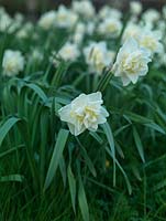 Narcissus 'Obdam', a double, fragrant, creamy daffodil that naturalises well.