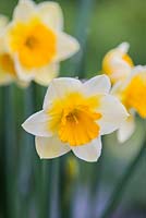 Narcissus jonquilla 'Derringer' bears up to five flowers per stem. Fragrant with spreading, yellow and white petals and flared, orange tumpets. Grows well in containers.  Flowers April.