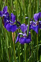 Iris sibirica 'Caesar's Brother' - Siberian Iris