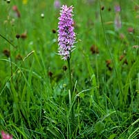 Dactylorhiza praetermissa, marsh orchid, grows naturally in an ancient wildflower meadow.