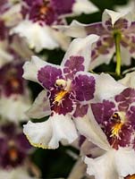 Odontoglossum Beallara 'Tahomer Glacier', an evergreen orchid hybrid. Indoor plant.