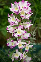 Dendrobium Irene Smith, a bicoloured hybrid orchid with white flowers with purple tips.