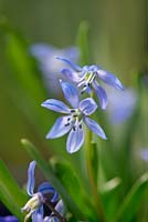 Scilla siberica, the Siberian Squill, a perennial bulb prodicing nodding blue flowers in spring.