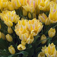 Tulipa 'Antoinette', the Chameleon Tulip, so-called because it changes colour from yellow to pink to salmon.
